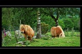 Shetland ponies, Fort Augustus
