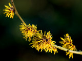 Witch hazel, East Lambrook Manor Gardens