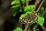 The speckled wood