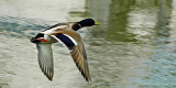 Mallard in flight, Bradford on Avon