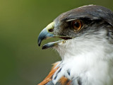 Bueto falcon, Selwo