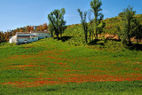 Poppy field and farmhouse
