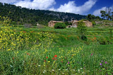 Wild flowers and farmhouse