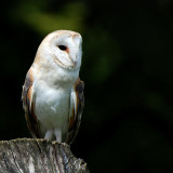 Barn owl on a post