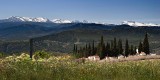 Poppies, cypress trees and the Sierra Nevada