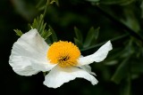 Fried egg flower