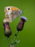 Meadow brown