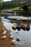 Swans and boats, Totnes