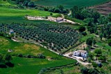 White house and olive trees. Ronda