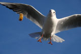 06/11/06 - Joe la mouette