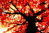 02/12/06 - Larbre feu