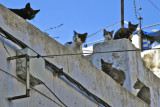 Kasbah des oudaias - The gang