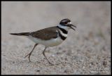 Killdeer