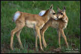 Pronghorn Antelope babies