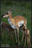 Pronghorn Antelope with babies