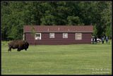 Bison next to cabin