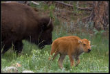 Bison with calf