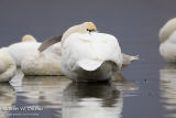 Tundra Swans