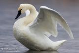 Tundra Swan