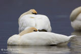 Tundra Swans