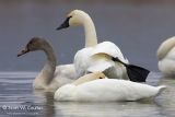 Tundra Swans