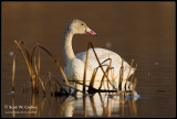 Tundra Swan