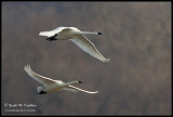 Tundra Swans