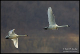 Tundra Swans