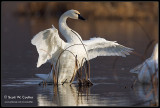 Tundra Swans