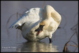 Tundra Swan