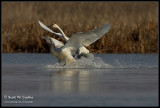 Tundra Swans