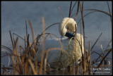 Tundra Swan