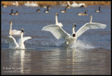 Tundra Swans