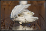 Tundra Swan