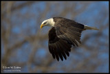 Bald Eagle over the Minnesota River