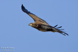 Bald Eagle - Burlington, Iowa