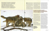  Mexican Wolf pictures used in ProNatura magazine from Mexico