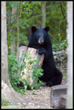 Black bear - MN - August 2007