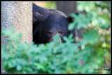 Black bear - MN - August 2007