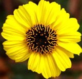 yellow fleur