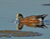 _JFF1914 American Widgeon Male With Feather.jpg