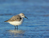 _JFF0794 Sanderling Sandy Point 1.jpg