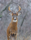 _JFF3644 Deer.jpg