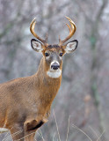 _JFF3653 Deer R Head On.jpg