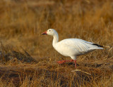 _JFF4367 Snow Goose  in Fall marsh