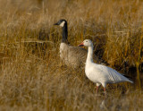 _JFF4479 Snow Goose and Canadian Goose in Fall Marsh