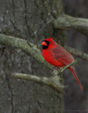 _JFF4803 Red Cardinal Male 12-25-06.jpg