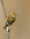 _JFF4811Goldfinch in Winter Colors