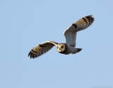 Short Eared Owl in Flight