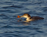 _JFF6008 Loon With Crab.jpg